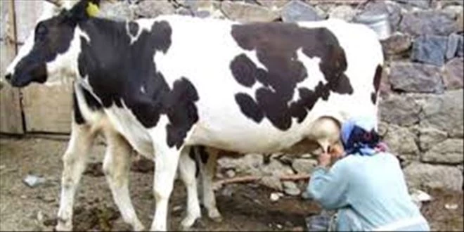 895 bin 122 ton inek sütü toplandı