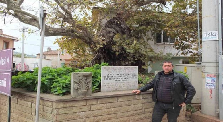 700 yıllık anıt ağaç kuruma tehlikesi altında 