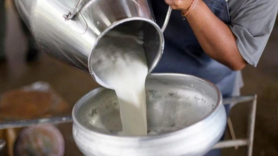 İnek sütü miktarı yüzde 3,6 arttı 