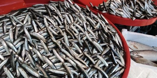 Marmara Denizi’nde hamsi balığı yasağı