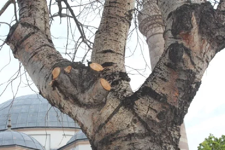 Bandırma’da kuruyan veya  kurutulan asırlık kavak  ağacı vakası! 